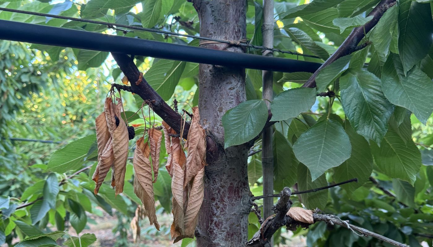 Poda sanitaria